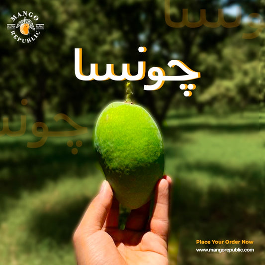 Chaunsa Mango – The King