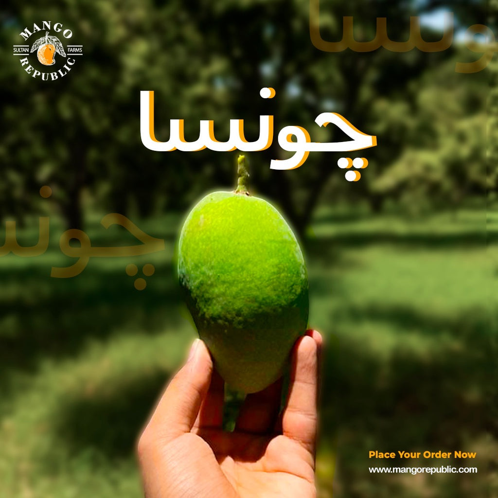 Chaunsa Mango – The King