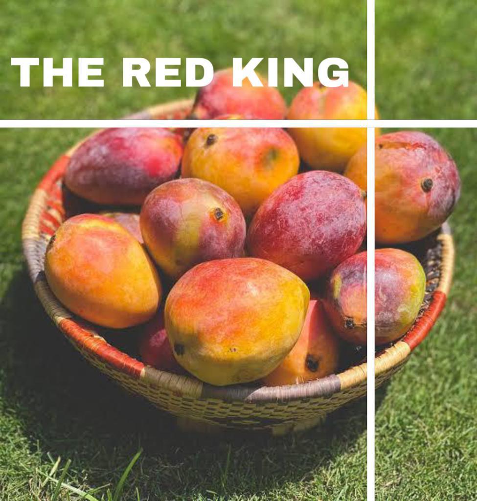 Red King Mango