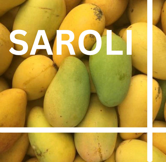 SAROLI Mango